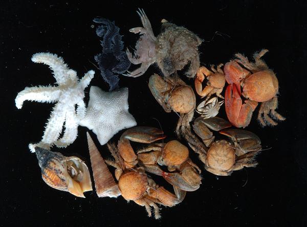 Critters associated with Mussel reefs